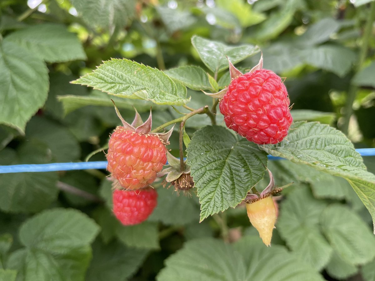 SarathBP84's tweet image. #raspberrypicking