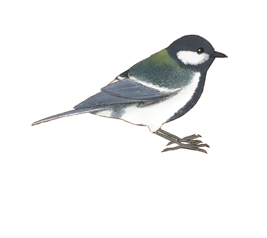 鳥のイラスト図鑑 鳥のイラスト図鑑