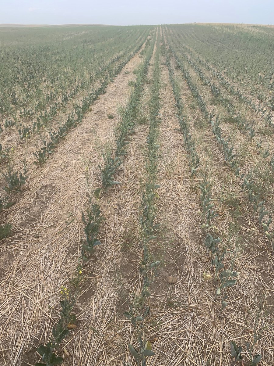 Canola in NE MT. Don’t think I will benefit from high prices this year