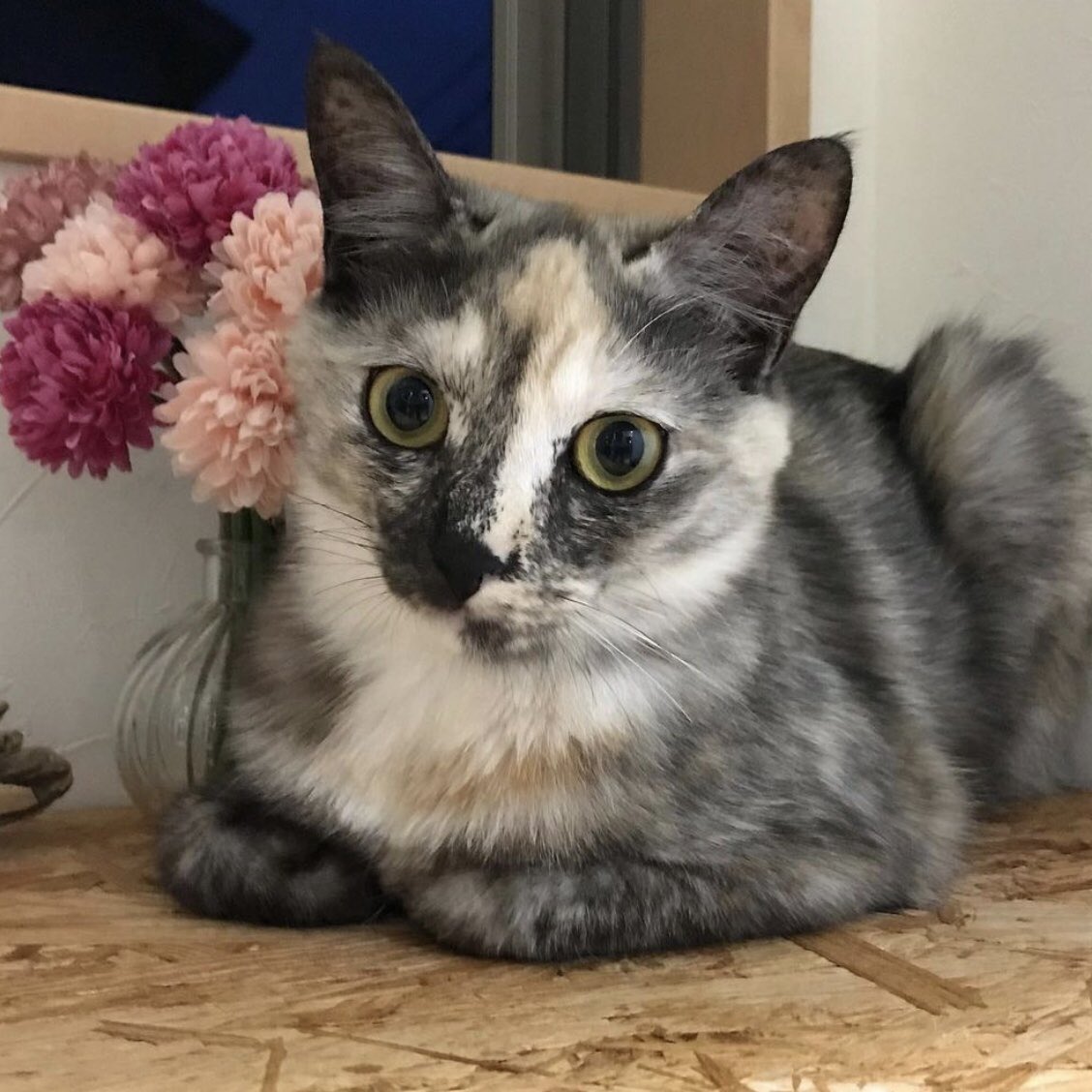 もの凄い勢いの雷雨を特等席で聴いた猫さんが驚きのあまりフリーズ わざわざここに座ってこの顔 Togetter