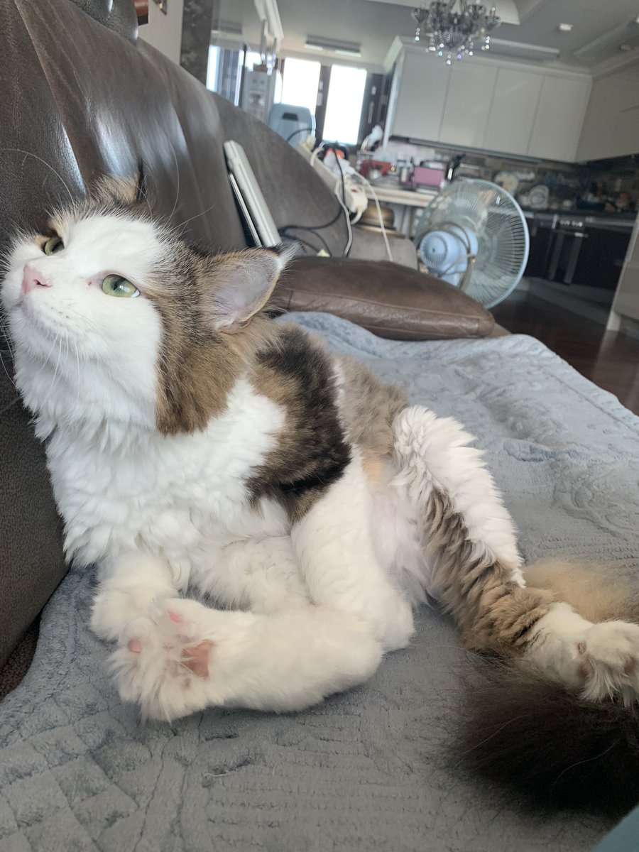 울애기.... 보고싶다ㅠ 
사진 보면서 일 힘든거 버티는데 인간적으로 나 퇴근시켜줘라ㅜ
#차니의_하루