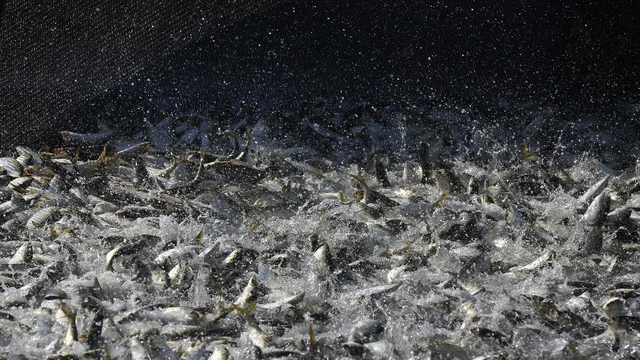 thehill's tweet photo. 600 tons of dead fish wash up on Florida shores due to toxic red tide https://t.co/CPYtAYB6VI https://t.co/HUQf72UJf8