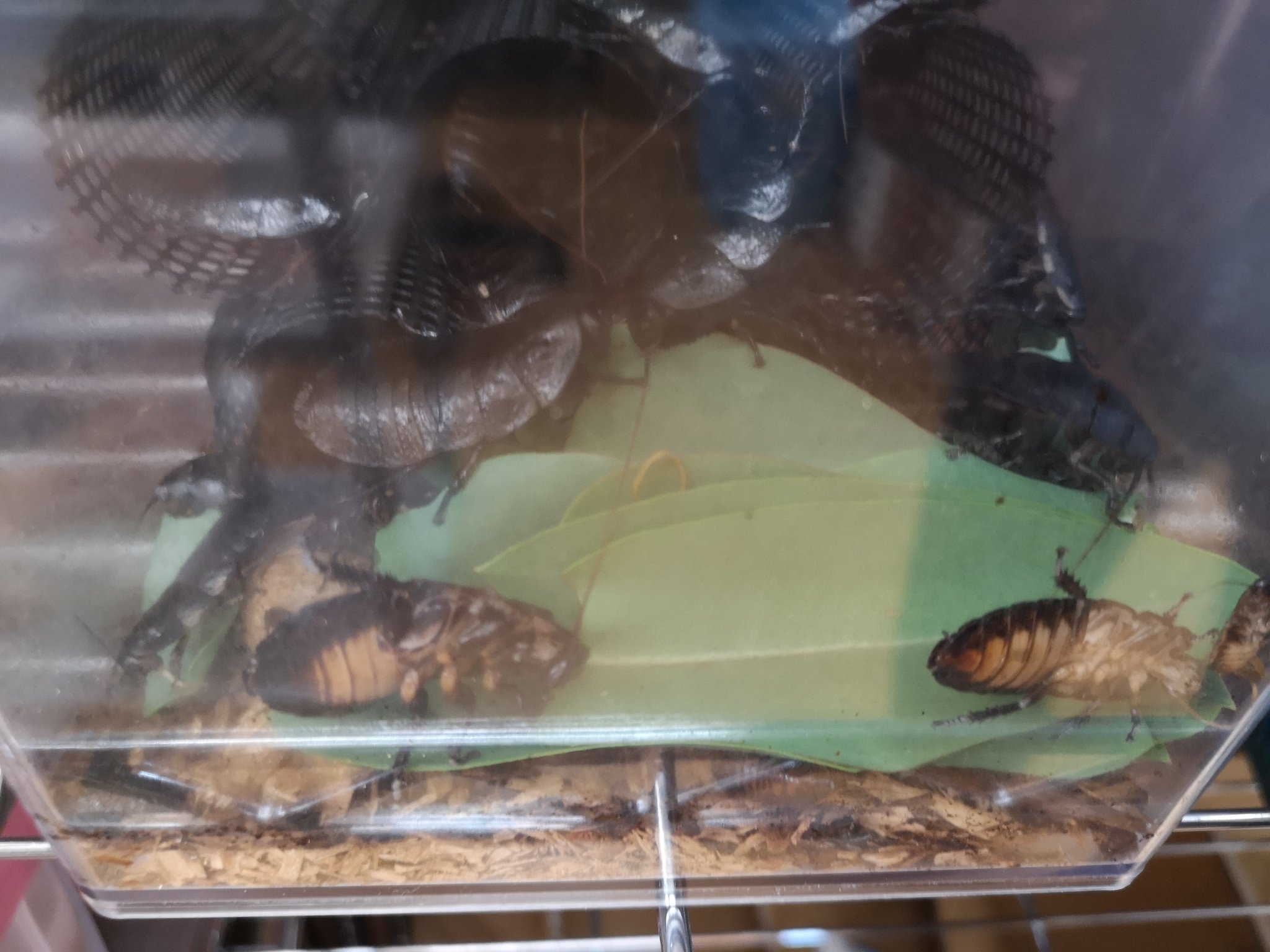 Tweets With Replies By Insectech Insectech Twitter