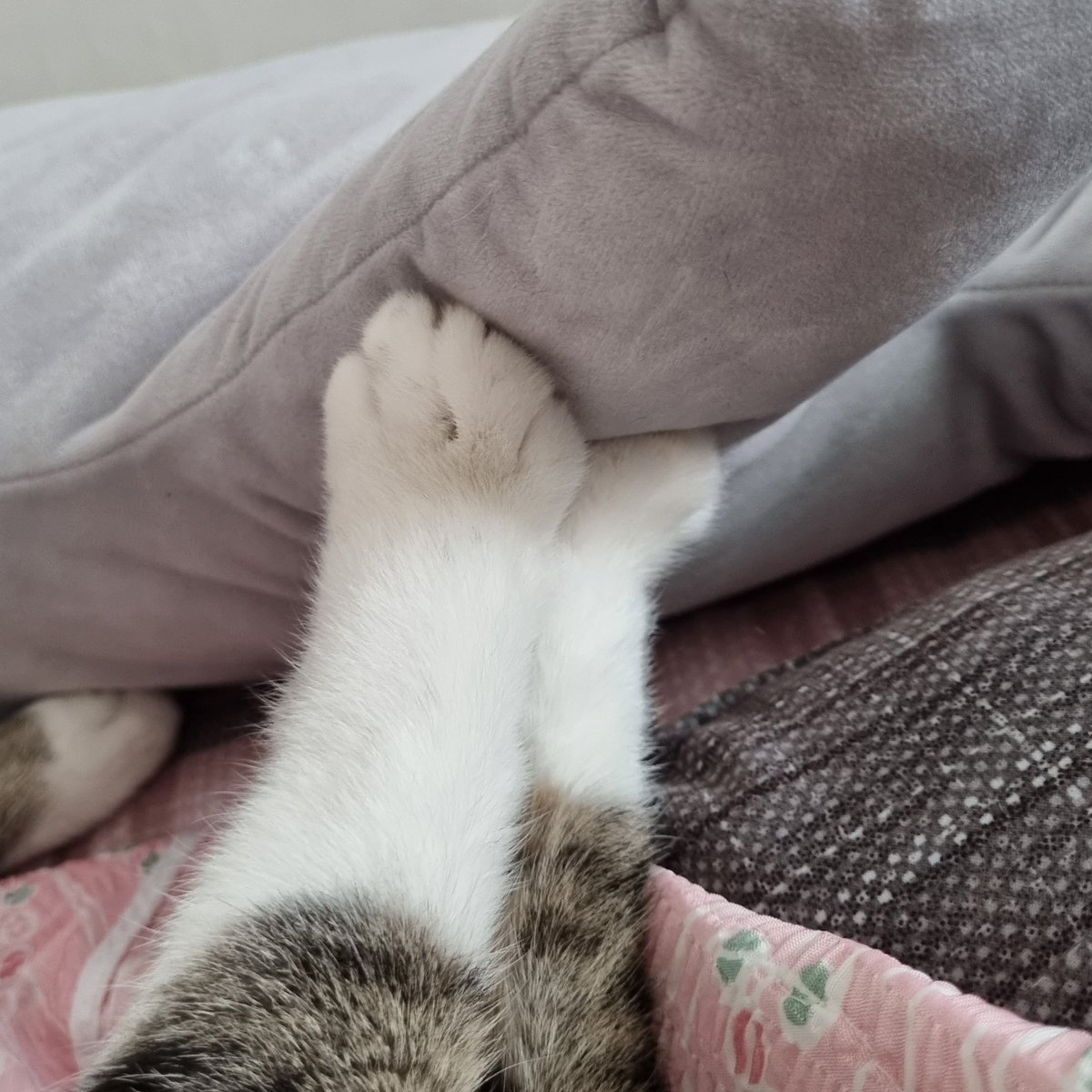 aky_cat's tweet image. 귀여운거 볼 사람