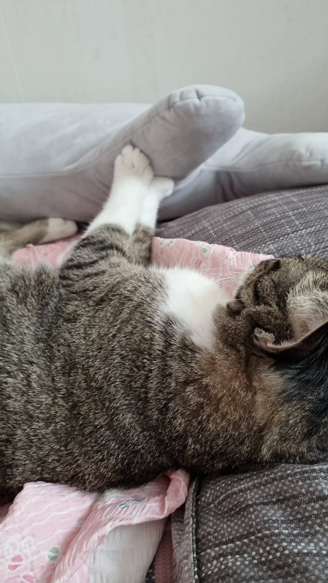 aky_cat's tweet image. 귀여운거 볼 사람