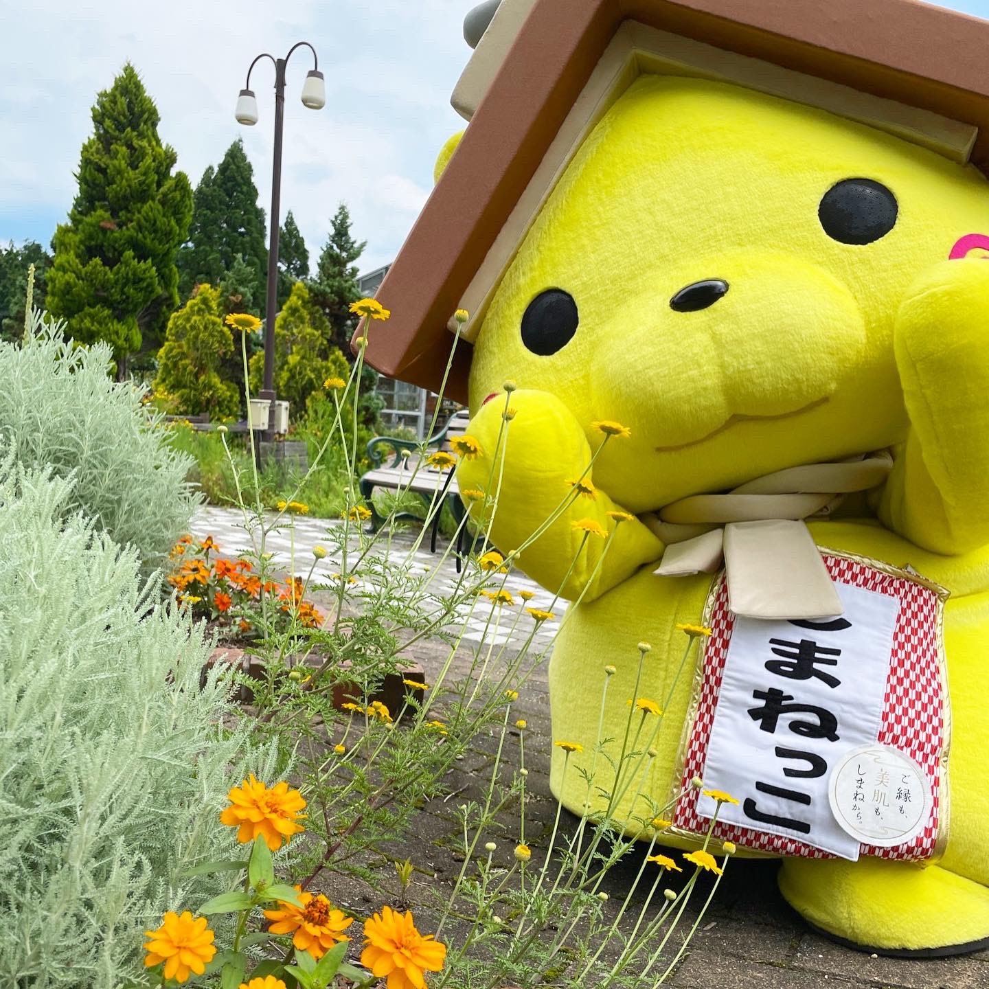 しまねっこ 公式 おはにゃう カワイイおはにゃに癒されるにゃ ヽ W ﾉ ﾟおそろいの黄色にゃ しまねっこ 香木の森公園 T Co Xmpcxrlcei Twitter