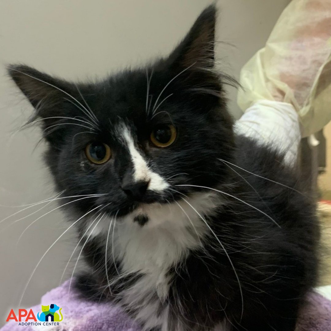 APAofMO's tweet photo. The APA urgently needs temporary kitten, large dog, and medical fosters. The APA provides supplies and support. All we need from you is a place for them to stay and a little TLC. Help us save more lives! Visit https://t.co/n3Beyw30xb to learn more or sign up.
#Fosterer https://t.co/KyoSyUF7P3