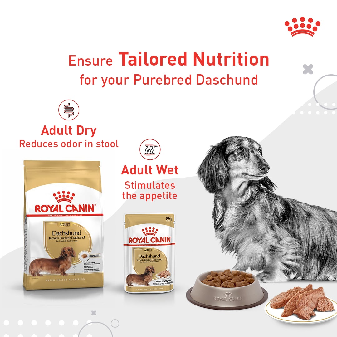 Tailored nutrition involves a precision in both nutrients and texture. Give your Dachshund the complete formula they need when you mix dry and wet food for ultimate joint &amp; bone support.