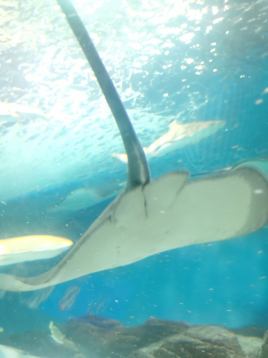 说实话如果钱够的话我想弄一个超大的水族箱，不知道为什么感觉水族馆的还是小了 https://t.co/ER2czbbdwe