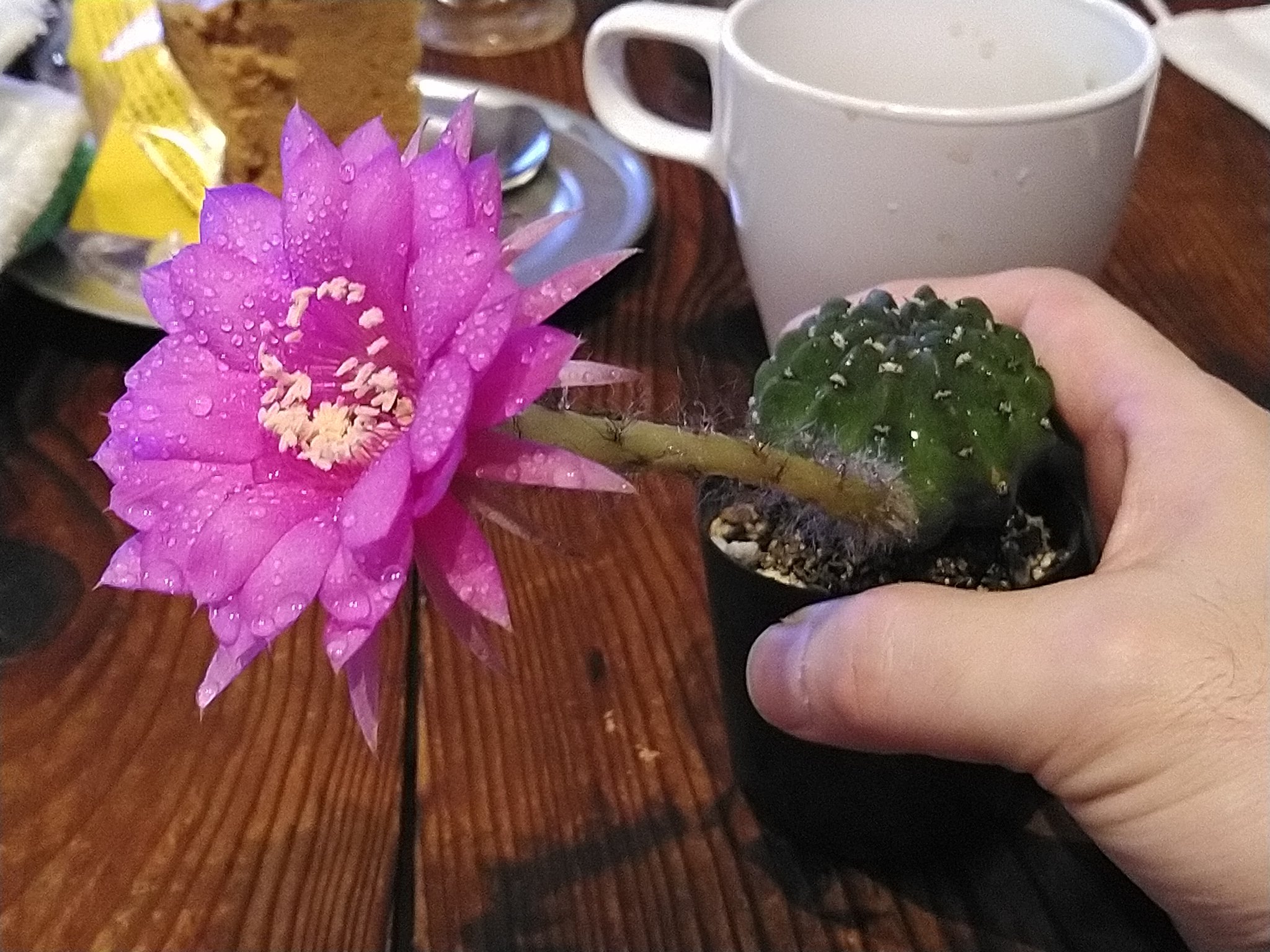 はっちゃん 今朝 咲いてた サボテン 帰ったら萎んでたので 花殻をバラしておしべを採って冷凍しといた これでやり方合ってるんかな 上手く行けば良いな T Co Vzr1sbbghl Twitter