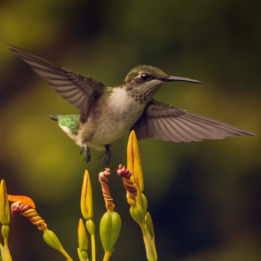 RickHiltbrunner's tweet photo. Ffffllllllyyyyyyyyyyy!
.
.
.
.
.
.
#hummingbird #hummingbirds #hummingbirdsofinstagram #amaturephotography #naturephotography #omaha #omahaphotographer #instaphoto #amaturephotographer #naturephotographer #omahaartist
#bird #birb #birds #birdsofinstagra… https://t.co/sA3c06kWVI https://t.co/g5ywrrXPaa