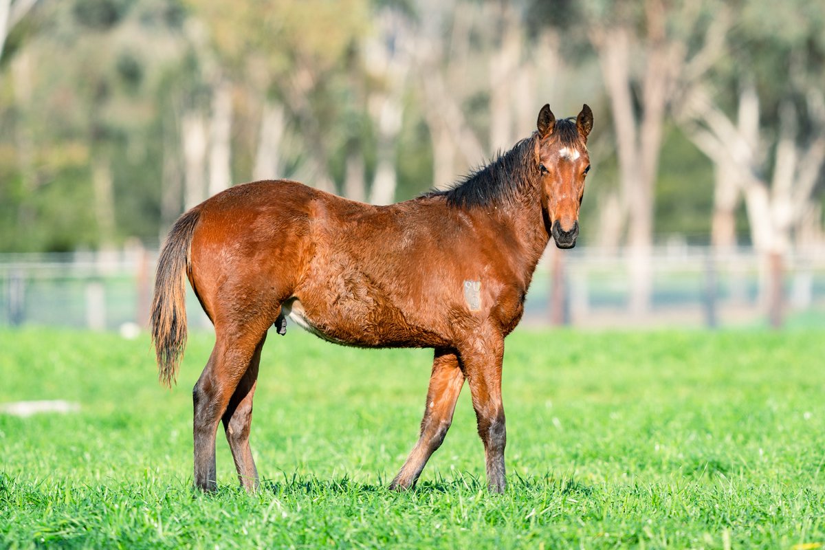 Check out this beauty! From a 2YO Group winner and dam of two million-dollar yearlings, this Dundeel colt out of Honesty Prevails looks to follow in the footsteps of his highly sought-after siblings! #cracker #dundeel #therealdeel