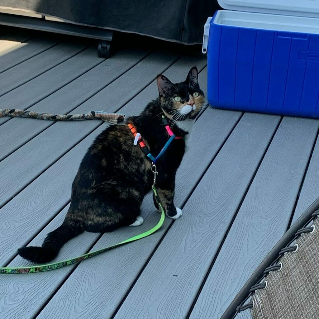 Katara is loving the heat and learnt to wear a harness and leash this weekend 😻 

She has an awesome personality and loves to be part of the family. So when everyone is visiting on the deck she is part of the crowd. She is looking for her #fureverhom… instagr.am/p/CRVEuq0BCqR/