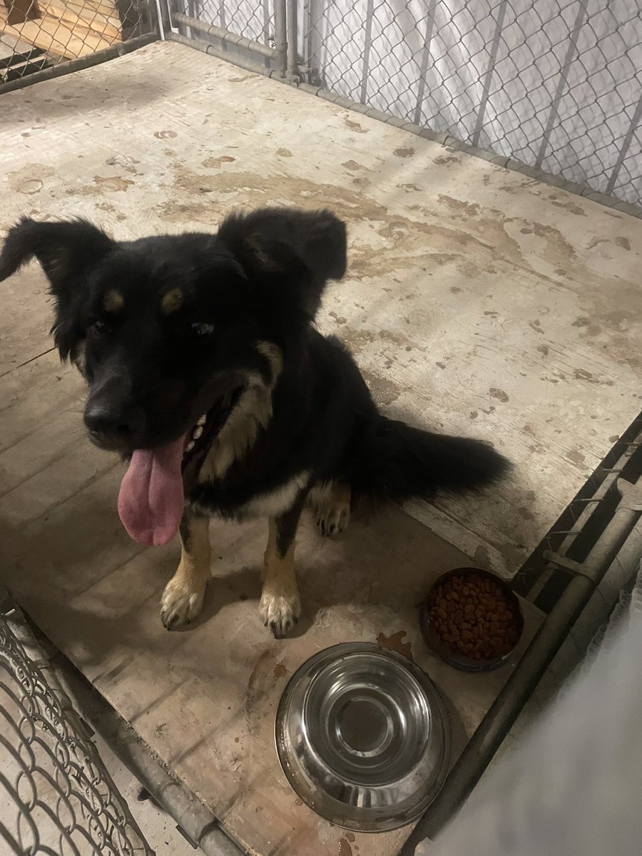 This fella has went missing from its owners and was brought to the Town of Carrot River’s Dog Pound. 

This pup was found Along Highway 55, west of the six mile corner. The pup has a choker collar on it.

Please contact us ASAP if this is your pup or you know who’s pup it is!