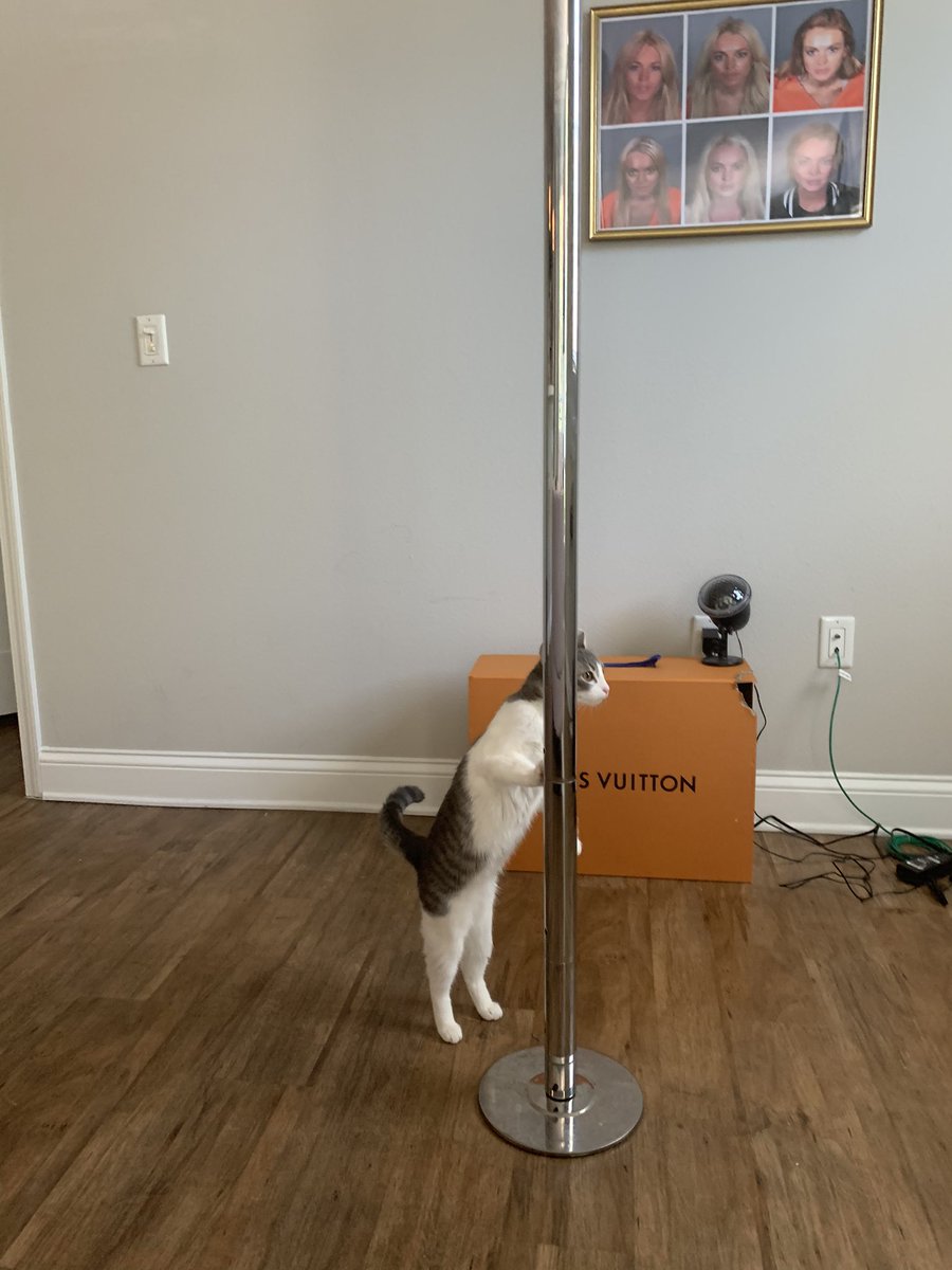 nikkidenning_'s tweet image. gotta pay pet rent somehow