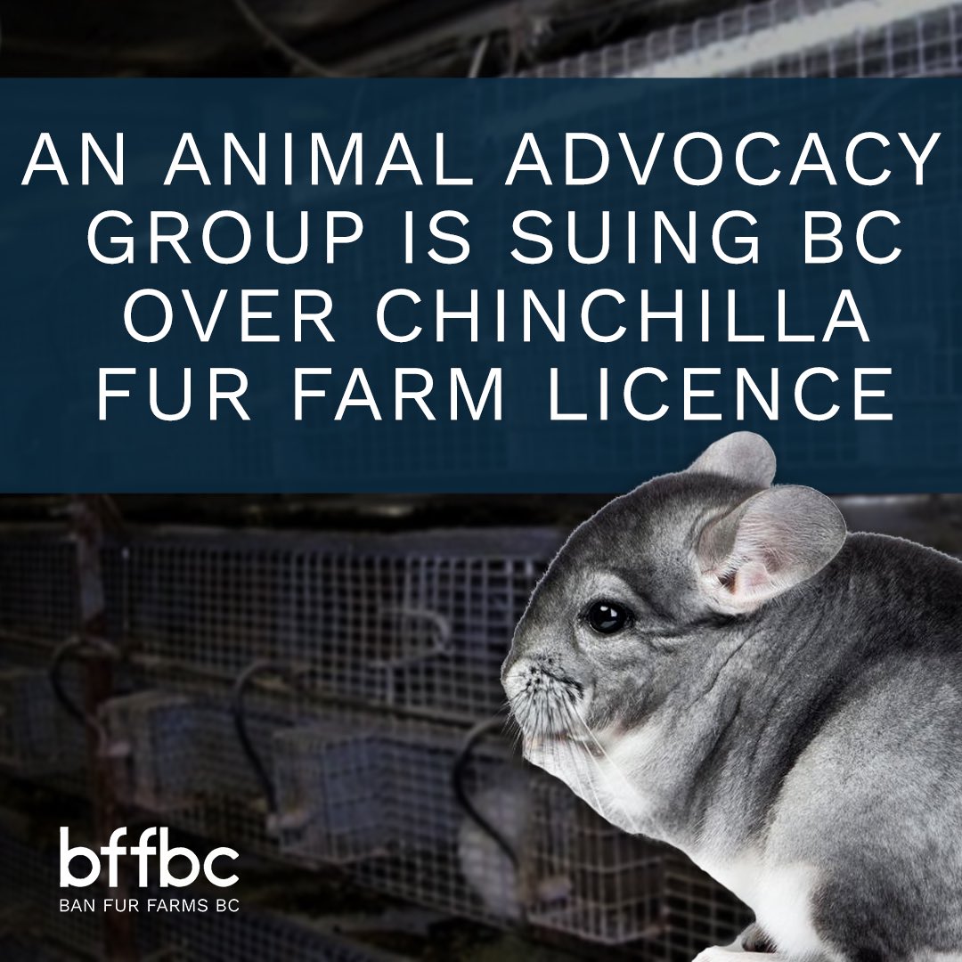 .@furbearers is taking BC to court over a chinchilla fur farm licence! Documents revealed the fur farm doesn’t have a health management plan, which is required by law

As a result, @furbearers are suing the province &amp; they have until the end of the month to respond to the lawsuit