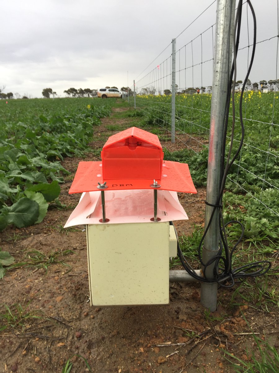 Automated trapviews for DBM and Heliothus along with some manually monitored traps installed at the farming systems trial at Dryland Research Institute Merredin as part of our surveillance network.<a href="/_gracewilliams_/">Grace Williams</a>