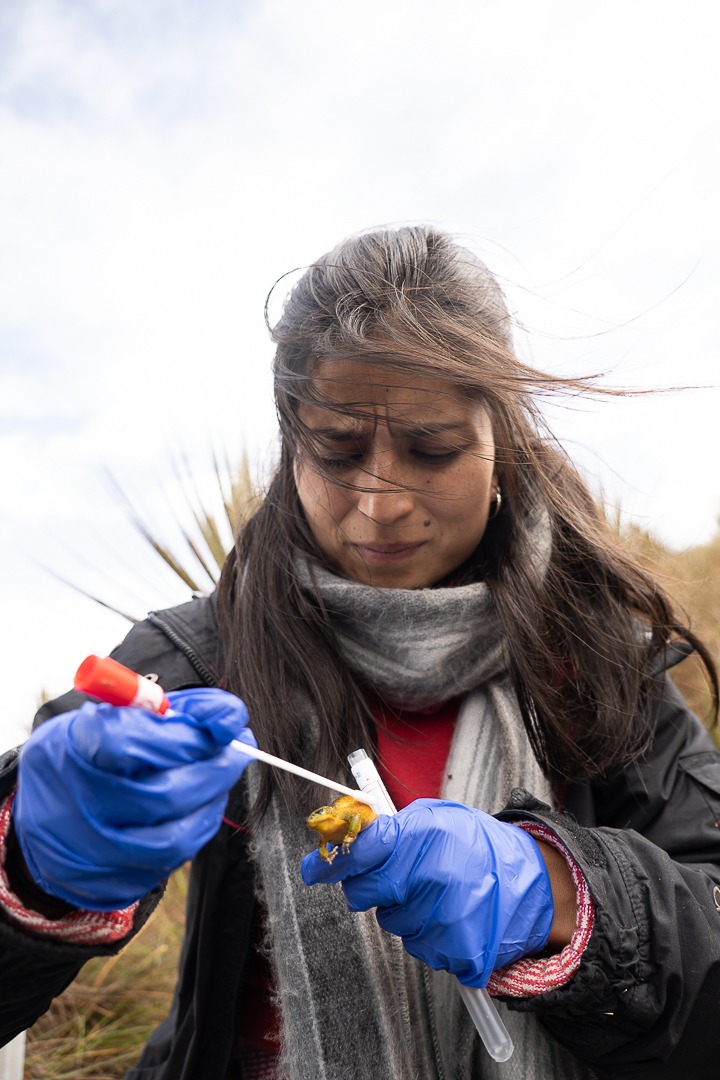 I am interested in studying the presence of Tetrodotoxin (TTX) in Atelopus from the northern Andes and identifying the source of this potent neurotoxin (my hypothesis: TTX-producing bacteria). As part of my methodology,I took a lot of swabs in the field #postcardsfromthefield 1/n