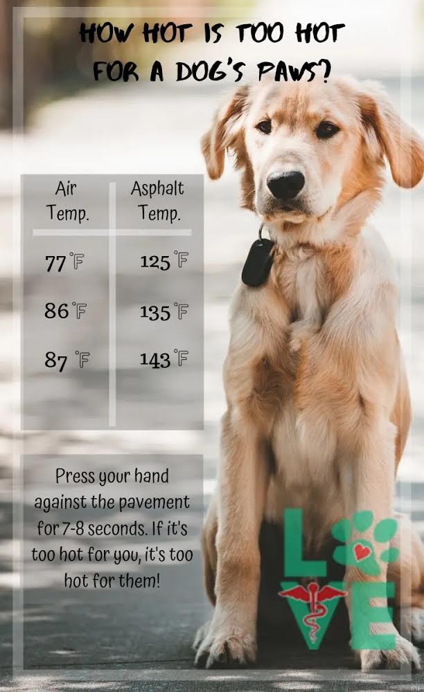 What Temp Is Too Hot To Walk Dog
