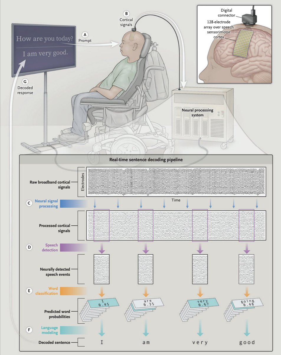 docramiro's tweet image. El futuro nos alcanza: sistema de lenguaje basado en inteligencia artificial para permitir hablar a las personas con pérdida del habla y cuadriparesia, esto registrando solo la actividad cortical del paciente. Impresionante.  😯
nejm.org/doi/full/10.10…