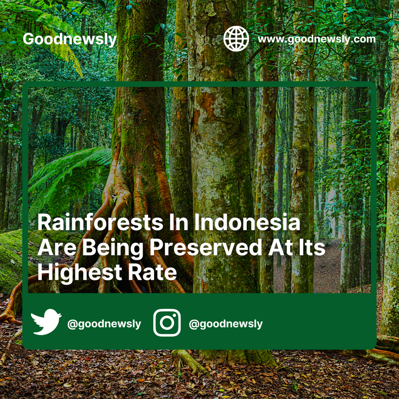 Indonesia finally achieved its lowest forest-loss rates with over 75% drop each year after the country's palm oil moratorium.

Full Story

@NatureWorldNews   #GoodNews #Indonesia #preservation #RainforestPreservation #Rainforests

goodnewsly.com/rainforests-in…