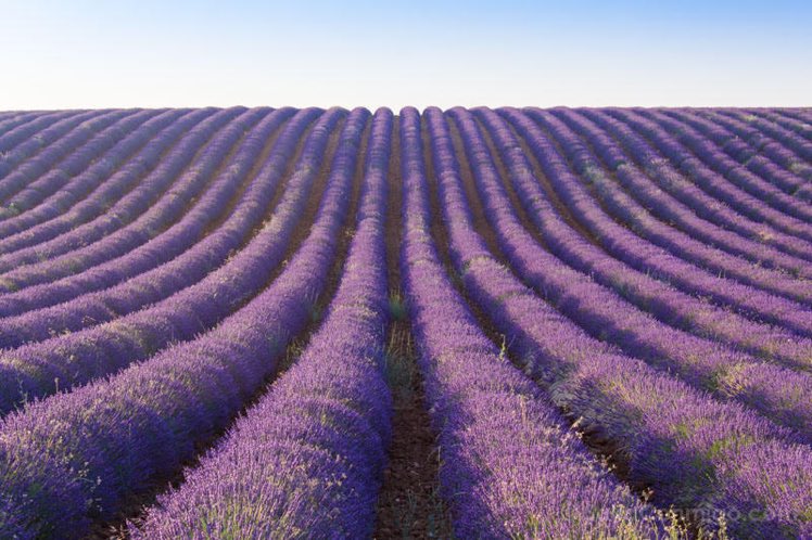 7月になるとラベンダ一畑が一面に広がるブリウエガの村（グアダラハラ）💜。

スペインのプロバンス😍

Brihuega(Guadalajara)