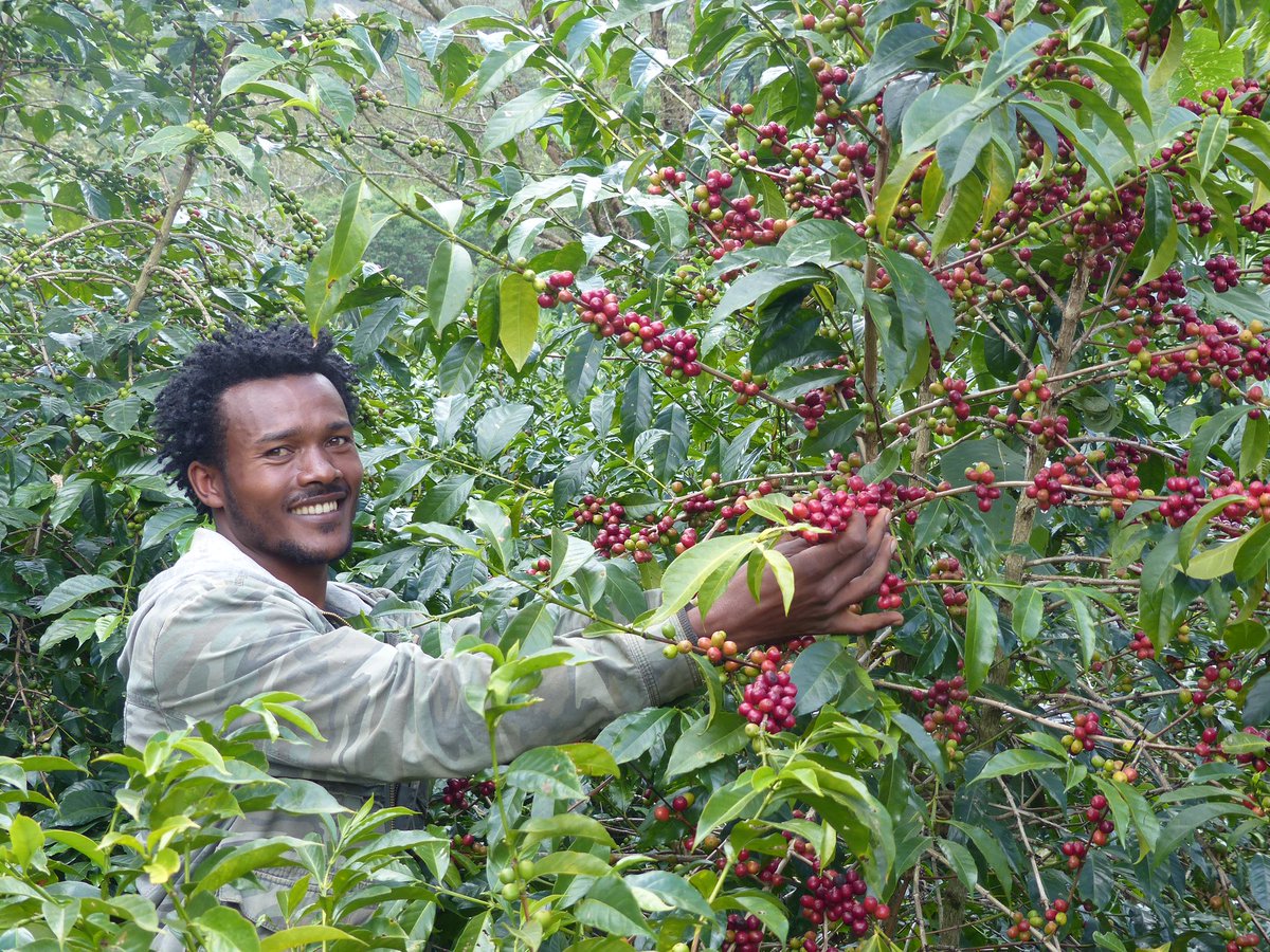 BunniCoffee's tweet photo. #GEDEB - THE drink for the #summer. Refined and sophisticated. Red Cherries. Apricots. Complex. Medium-light roast. 89. Natural.

Order now at https://t.co/YdQfS5qrRi 
#specialtycoffee #natural #specialcoffee #inamman #jordanian #ammanjo #acidity #brewing #baristas #coffee https://t.co/iysYOGj3Sz