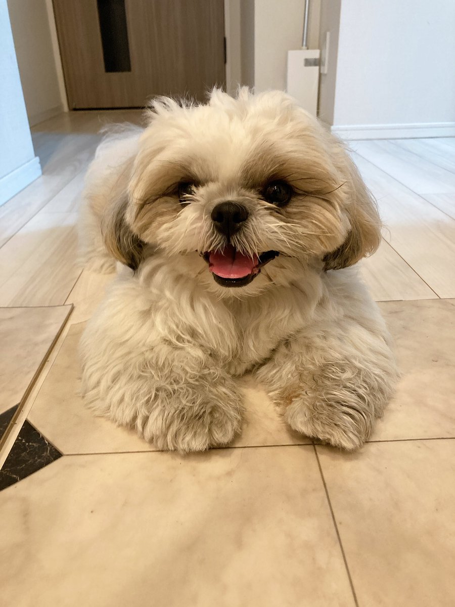 シーズーのミント Mint Shihtzu Twitter シーズーのミント Mint Shihtzu Twitter