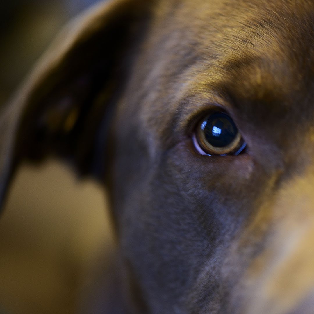 I know, that you know, where the frisbee is. 🤷‍♂️ 🥏 #DogsofTwittter