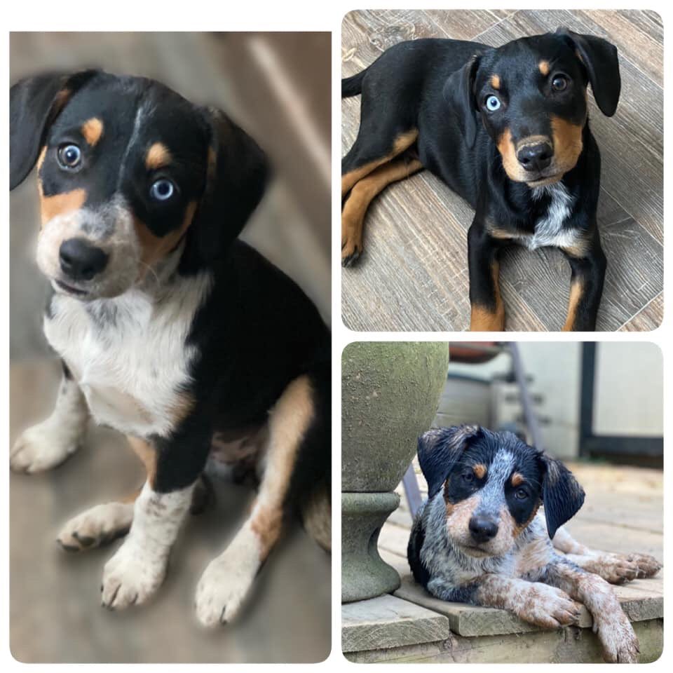 #Adoptable Peanuts pups Sally, Charlie & Snoopy are wondering if you’ve signed up for this week's virtual adoption showcase? Meet them & other adoptable cuties if you register at lasthopek9.org/events! Please note: our showcases are limited to fully pre-approved #adopters only.
