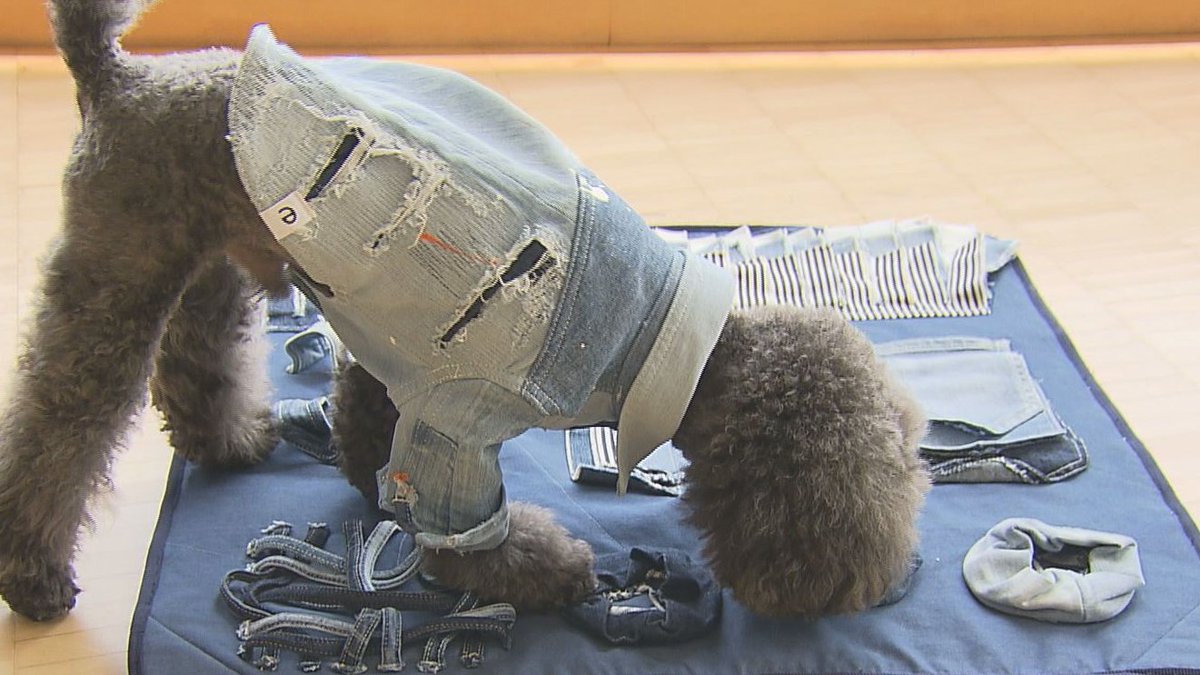 tss_tv_official's tweet image. 📺日曜あさ9時30分📺
『そ～だったのかンパニー』

7月18日は、岡山県倉敷市でデニムを製造・販売する「ニイヨンイチ」が登場👖

デニム離れが進む昨今、”犬向け”の意外なグッズを開発したところ大ヒット🐶 いったいどんな商品？

＃八嶋智人 ＃曽田麻衣子
tss-tv.co.jp/soda/