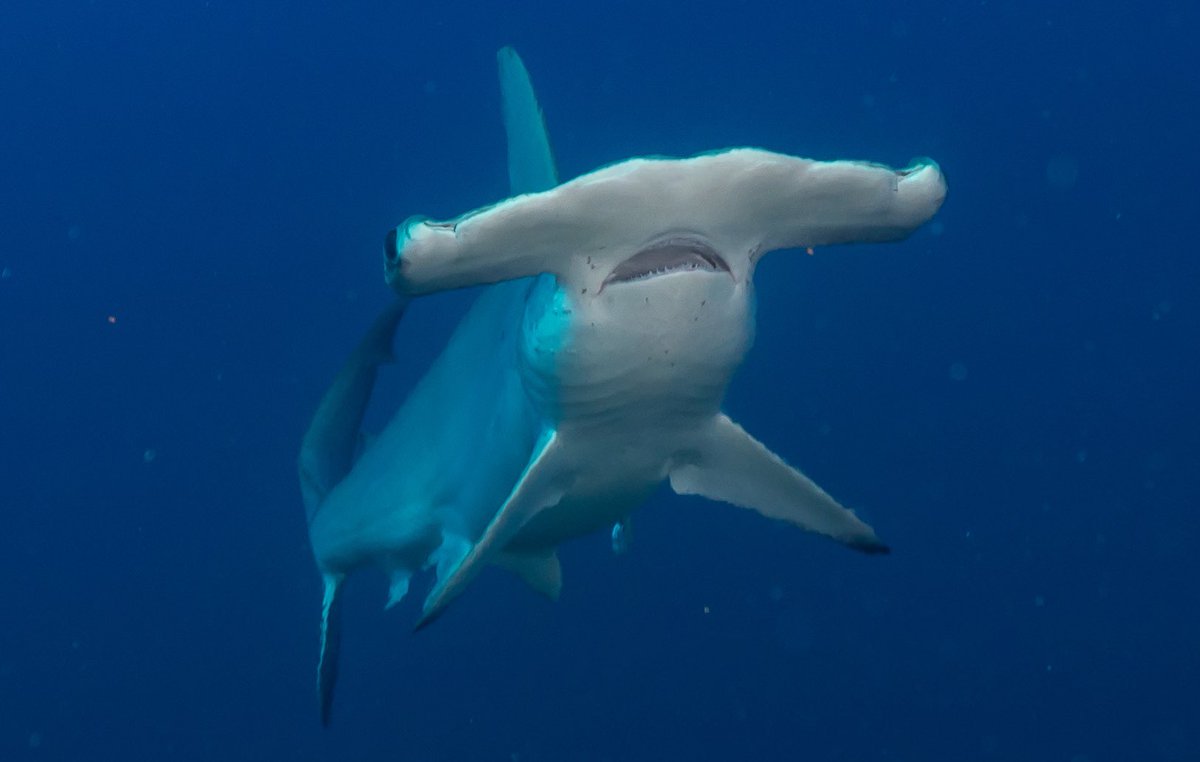 max_bello_m's tweet photo. Llevo años buceando, fotografiando pero sobretodo luchando por la protección de los tiburones, lamentablemente estamos lejos de que estén a salvo @MissionBlue @SylviaEarle @Sea_Legacy @onlyone @tv_Amaro @rewild @SharkRayFund @LeoDiCaprio @Leonorvarela @PedroPascal1 @Mas_Galapagos https://t.co/Cc5xpygqYO