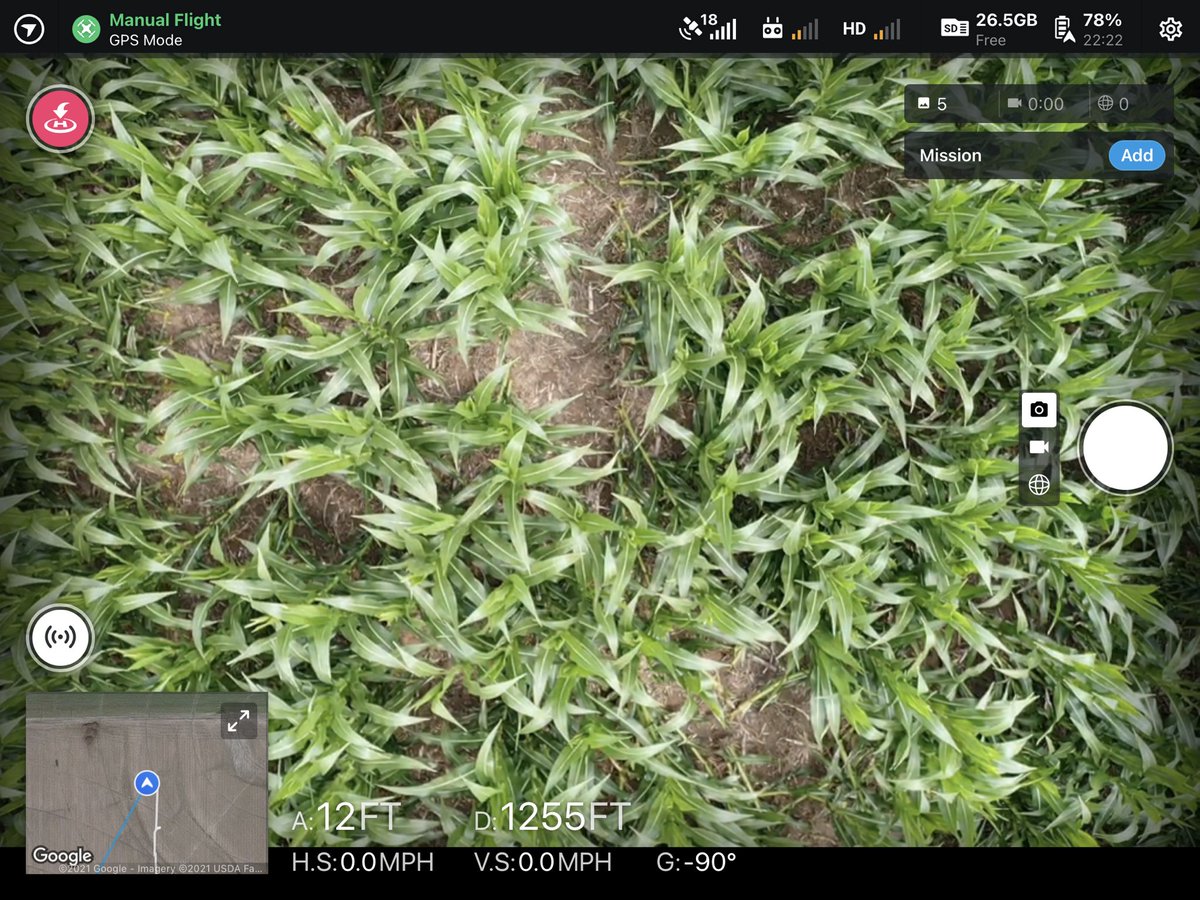 brian_banks77's tweet image. Wait…aren’t there supposed to be rows here?? #cornrootworm #hurricanewinds #rootlodging. At least there is no green snap