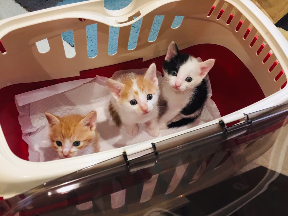 CATS_INN_TOKYO's tweet photo. *蒼、樹 トライアル出発決まりました!
7/21(水)がお店のラストデーです。
最後にやんちゃボーイズのお顔を見たい方はご来店くださいね★
保護時の5月半ば400gくらいだった2匹は1500gほどまで成長しました!
キャッツイン東京
#保護猫カフェ #板橋 #猫 #里親募集 #botanicit https://t.co/36wEk0K96o