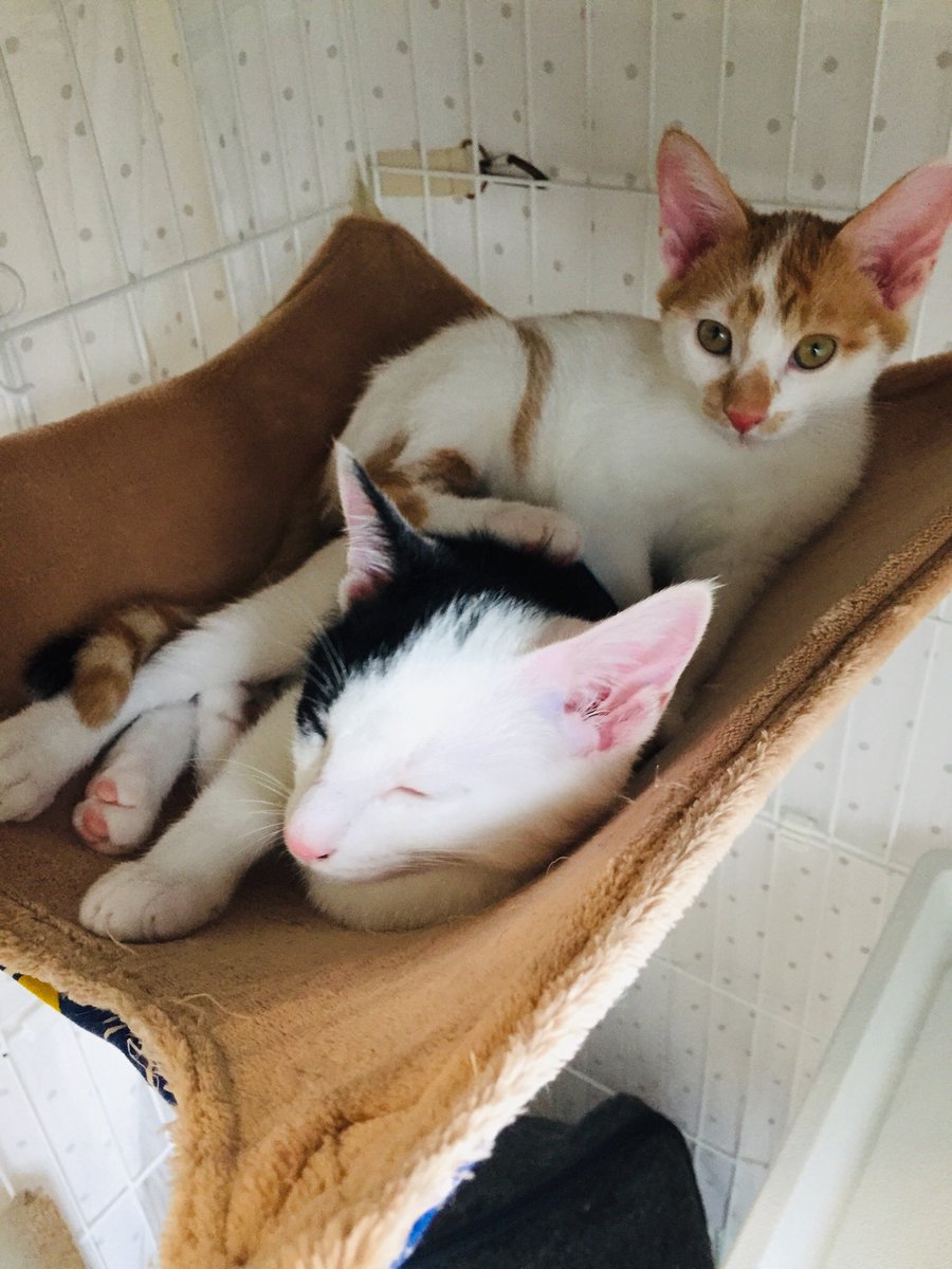 CATS_INN_TOKYO's tweet photo. *蒼、樹 トライアル出発決まりました!
7/21(水)がお店のラストデーです。
最後にやんちゃボーイズのお顔を見たい方はご来店くださいね★
保護時の5月半ば400gくらいだった2匹は1500gほどまで成長しました!
キャッツイン東京
#保護猫カフェ #板橋 #猫 #里親募集 #botanicit https://t.co/36wEk0K96o