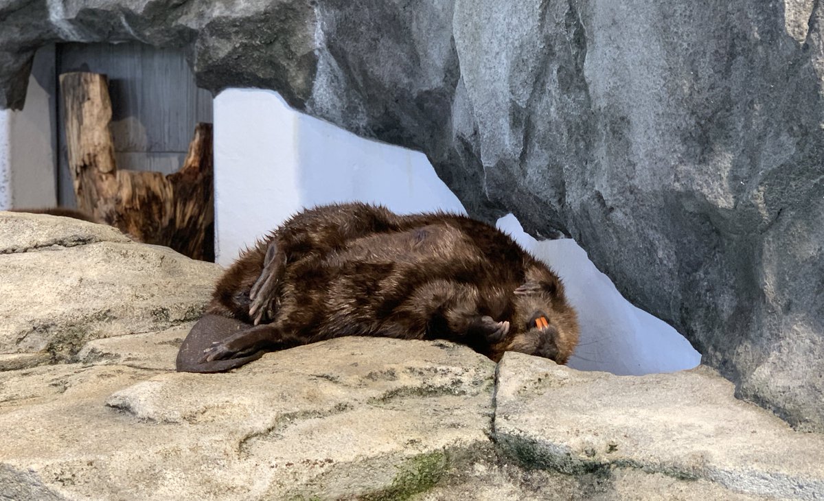 Nifrel ニフレル 公式 S Tweet 究極のリラックスモード W ビーバーは実は液体ではないかと アメリカビーバー ニフレル Trendsmap