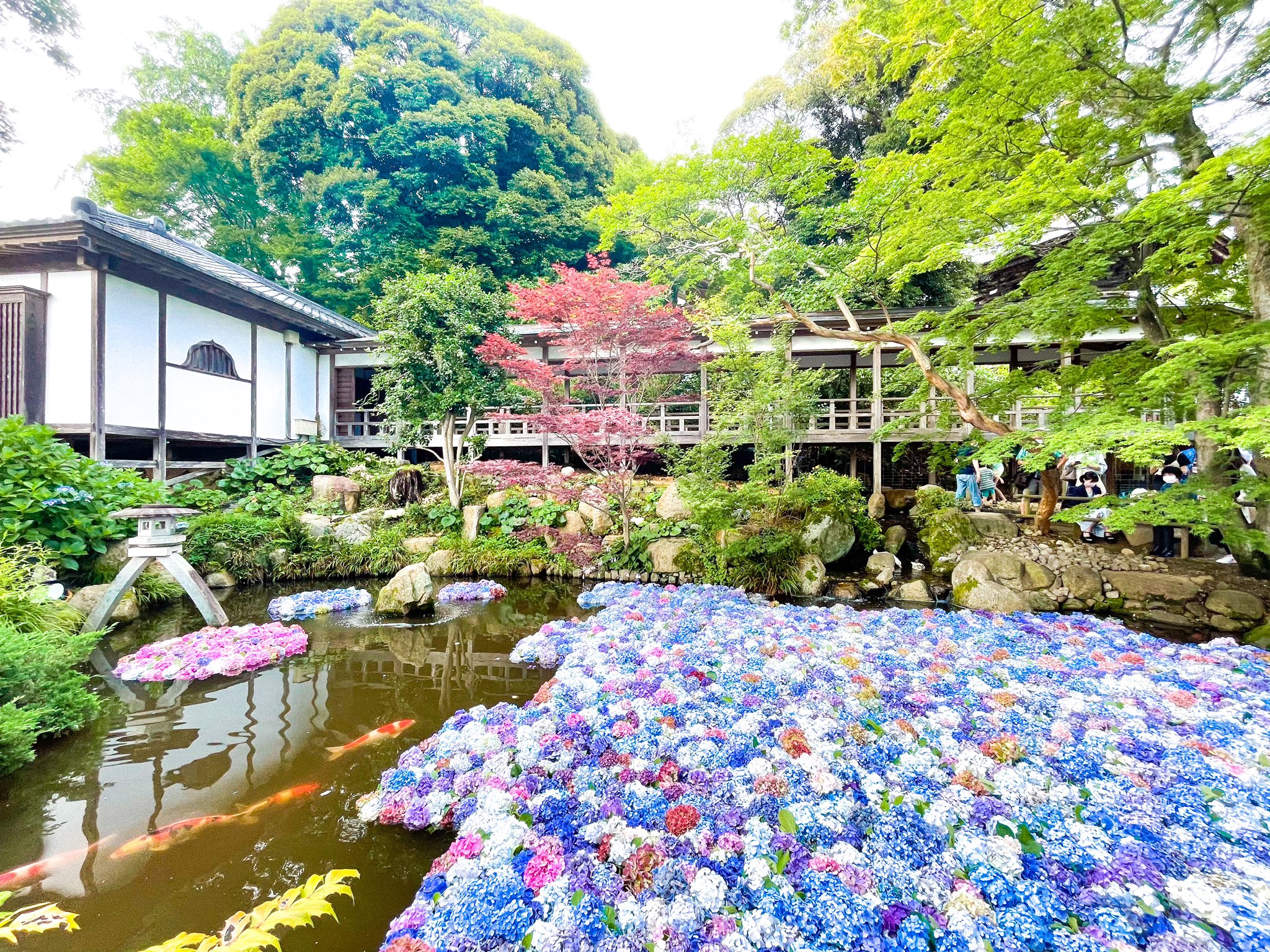 Tonic 梅雨が明けそうですね 紫陽花綺麗だったなぁ T Co Xo4umptass Twitter