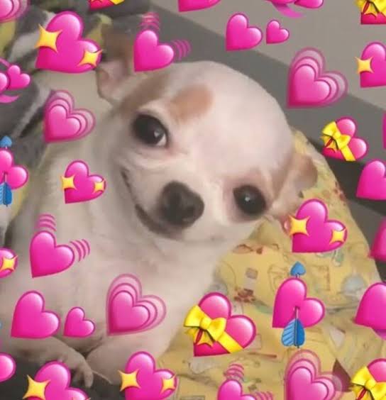 ✨ S p i k a 🐰 ✨💕❤️✨💝💘✨💗💞💗✨💖💘💝✨💕💗✨💖💘 tweet media