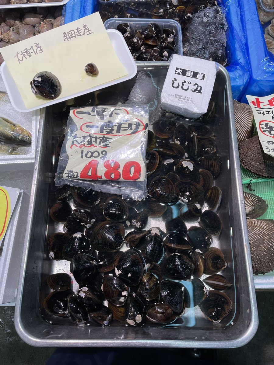 今日は一年に1日しか漁をしない！
幻の広尾郡大樹町の特大しじみが入荷しました😳
通常の網走産しじみの３倍はあるのではないかと思います。
お値段は結構お高いのですが是非食べてみて下さい。
＃共栄市場 #ことに #大樹産シジミ