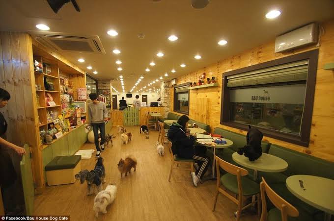 hochiwooji's tweet photo. Short Soonhoon AU

Kung saan laging bumibisita si Jihoon with his dog, Uji, sa dog cafe nila Soonyoung for a certain reason. https://t.co/RSZLNlJv9Y