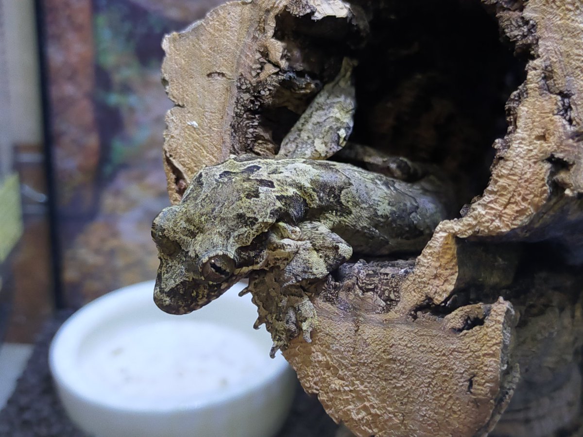 NorioGoba's tweet photo. 今日はアクティブっぽい
#爬虫類 #reptiles
#ヤモリ #gecko
#クーリートビヤモリ #パラシュートゲッコー #flyinggecko #geckovolant https://t.co/jjHlA1QVwL