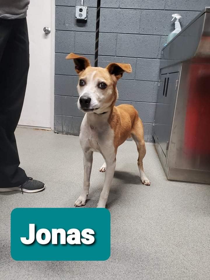 gaviota330's tweet photo. DESPERATE NEED FOR HELP DOGS ARE OUT OF TIME THEY ARE RESCUE ONLY BECAUSE THEY ARE HEARTWORM POSITIVE! THEY ARE ALL DOG FRIENDLY!
PLEDGES NEEDED!
Rescues if you can help one email heather.stewart@randolphcountync.gov
For more info https://t.co/nHOUxjQuWS https://t.co/gxmDhUuzGs
