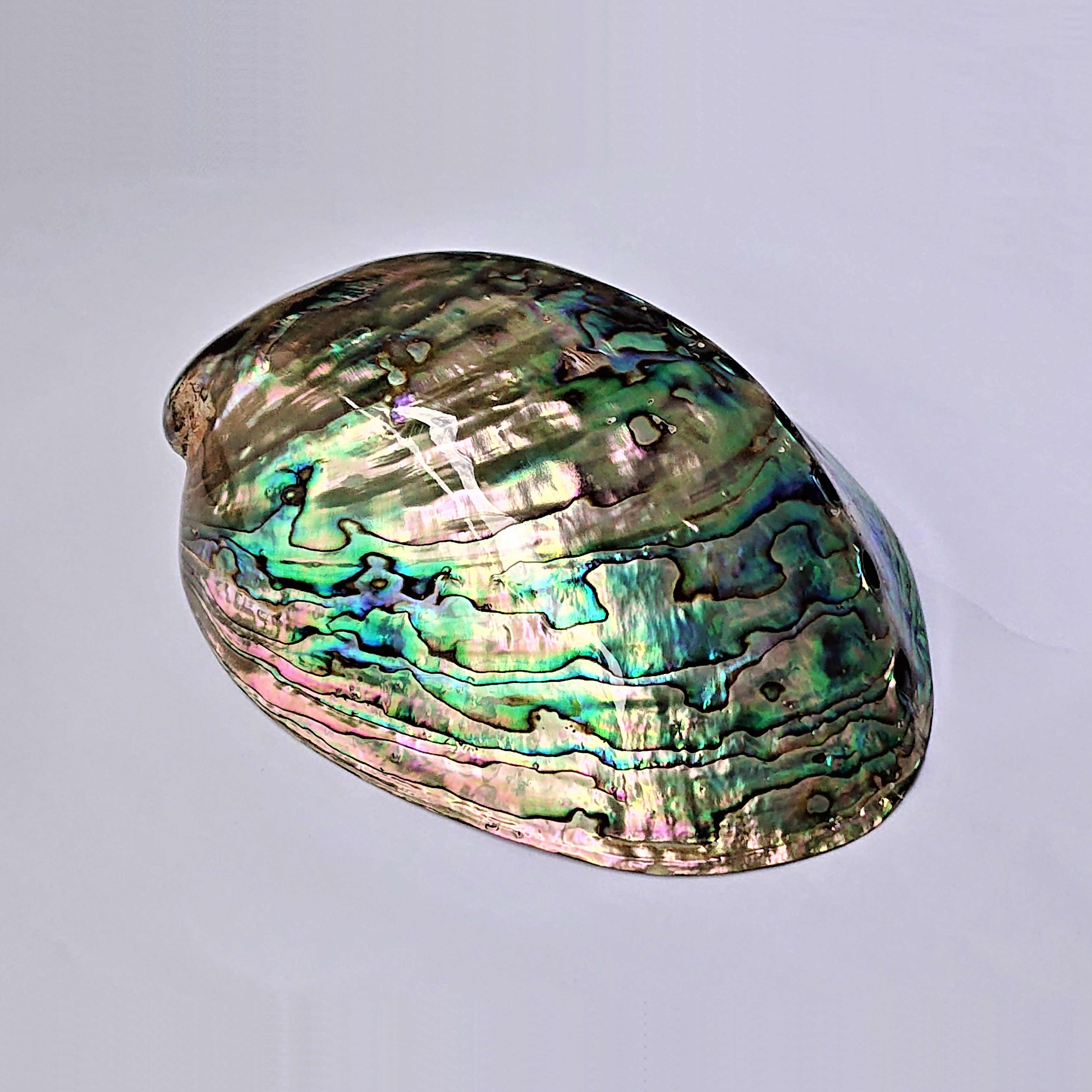 Star 38 公式 ミネラルロマンス 12 24 1 10 アバロン貝 Abalone ニュージーランド産 59g 約13 9 3 5cm モース硬度 3 5 和名は パウア貝 アワビ貝 特有の虹色光沢を持つ巻貝 殻は加工され ギター 等の インレイ 象嵌細工 装飾材 セージ を焚く