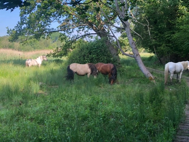 NEThamesSolent's tweet photo. The #NNR we are visiting today is #Cothill – this is part of the much larger Cothill Fen #SiteofSpecialScientificInterest &amp; #SpecialAreaofConservation and is one of the most species rich lowland #calcareous fen systems in the UK.  #cothillNNR #ponies #lowlandcalcareousfen #nnr https://t.co/DlOjoBB15v
