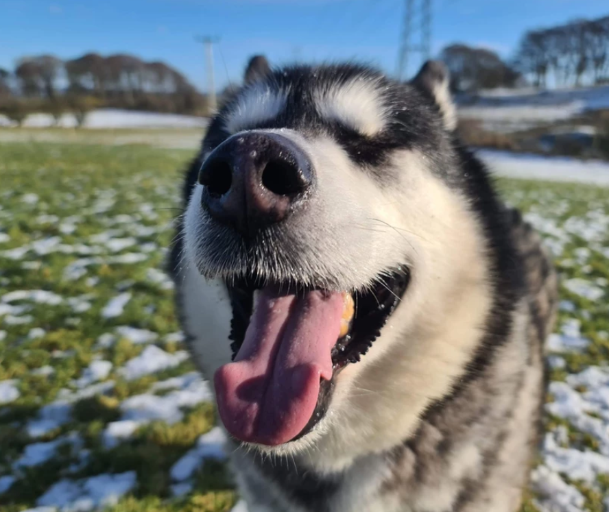 This #socialmediagivingday, why not sponsor a sled dog by donating a veterinary treatment or buying them their own collar & lead? You can even sponsor a kennel space to help keep dogs safe until we find them a suitable home! 

Sponsor a sled dog here: 
saintssleddogrescue.co.uk/shop