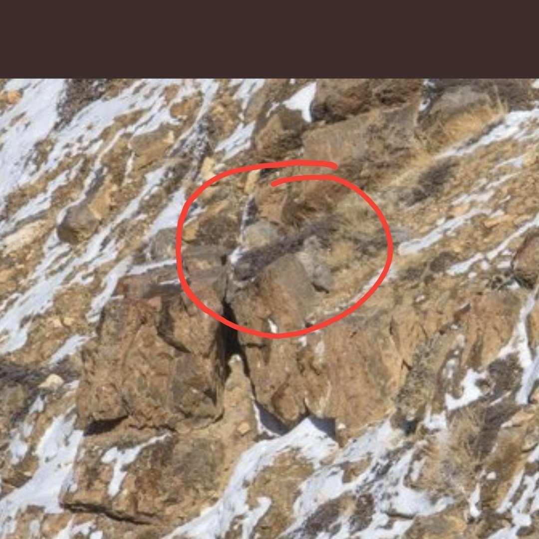 Rashmijoshi5's tweet photo. @rameshpandeyifs @ryancragun I think the smarty is here....whatever do share your picture with locating this cat...its drawing me crazy...need the answer https://t.co/S4vkfF87y1