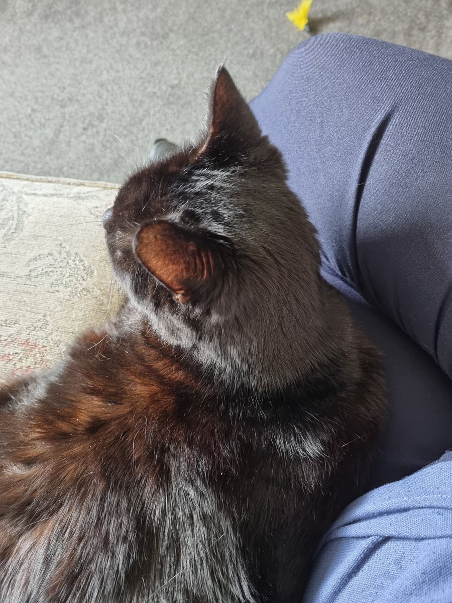melissa010396's tweet photo. @thismorning my cat Holly currently cuddled up to me as I'm about to leave for work! Cats can be affectionate this one loves and cuddles us all the time 🖤 https://t.co/1PP8l3G9A0