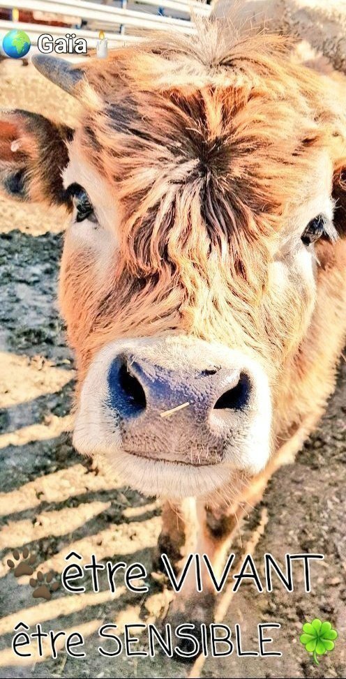 Angie Karan 𝑰𝒕 𝒔 𝒏𝒐𝒕 𝒂𝒏 𝒂𝒄𝒕 𝒐𝒇 𝒌𝒊𝒏𝒅𝒏𝒆𝒔𝒔 𝒕𝒐 𝒕𝒓𝒆𝒂𝒕 𝒂𝒏𝒊𝒎𝒂𝒍𝒔 𝒓𝒆𝒔𝒑𝒆𝒄𝒕𝒇𝒖𝒍𝒍𝒚 𝒊𝒕 𝒔 𝒂𝒏 𝒂𝒄𝒕 𝒐𝒇 𝒋𝒖𝒔𝒕𝒊𝒄𝒆 Tom Regan Philosopher Animal Rights Advocate We Are The