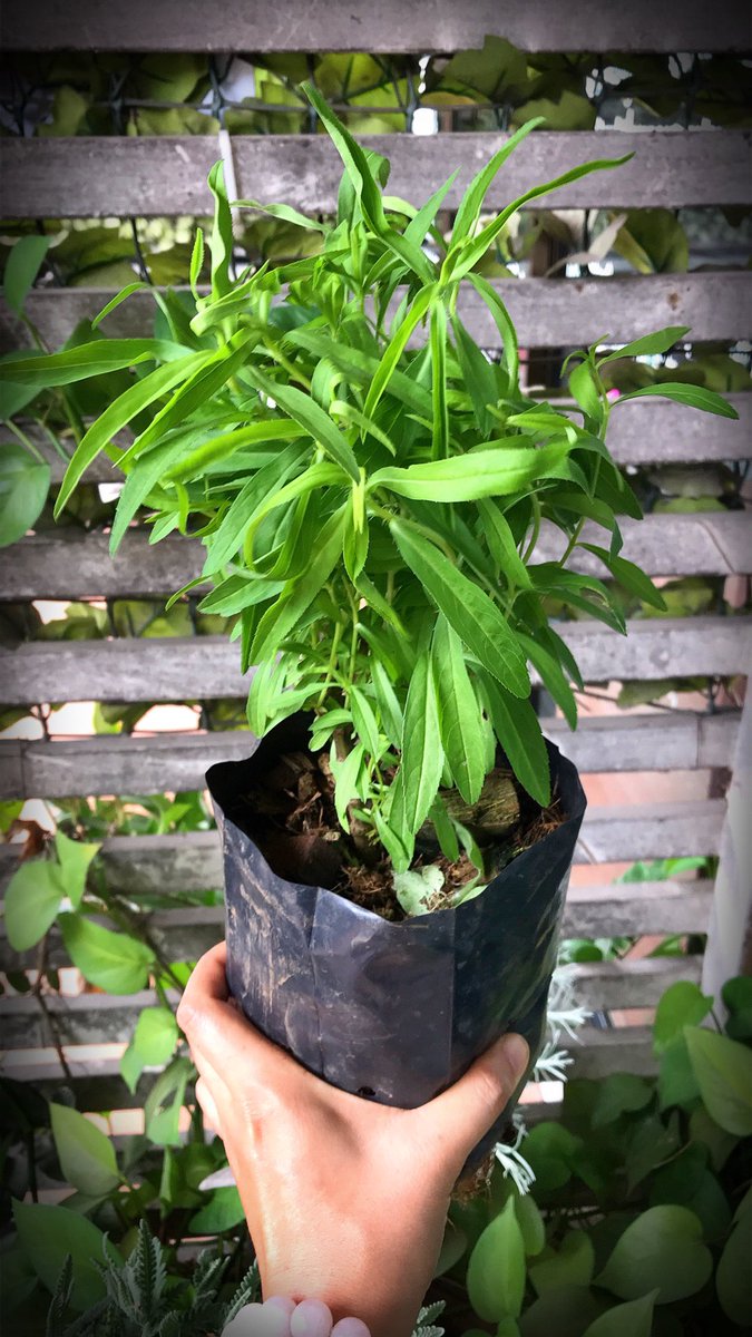 Noopoy0127's tweet photo. My new herbs 
#lavender #rosemary 
#taragon #coolingrosemary #herbs https://t.co/XY9Be2YvRK