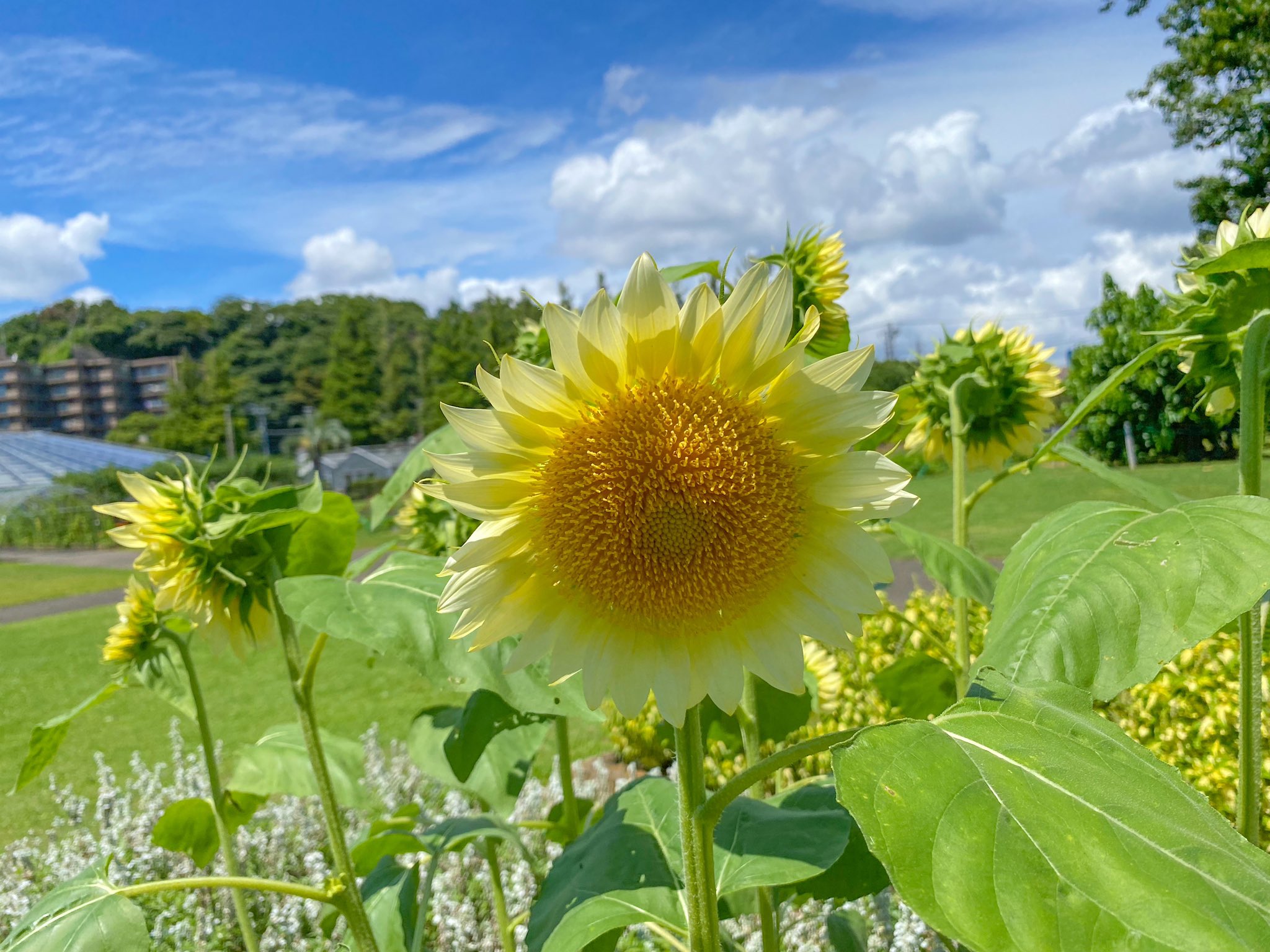 日比谷花壇大船フラワーセンター 公式 ひまわりが咲いています いよいよ夏だなという感じがしますね 夏 ひまわり 向日葵 青空 T Co Nmkv43sivs Twitter